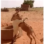 shockwuetend