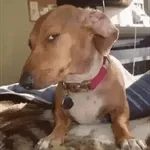 mrsvjj