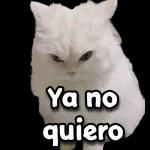 gatitos