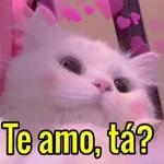 gatinho