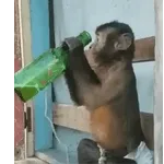 HOY TOCA