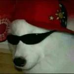 só animais 😂