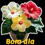 Bom dia