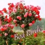 BOA TARDE