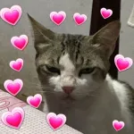 💖👑🫶