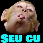 memes 