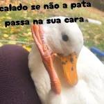 patinho