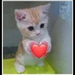 Te amo
