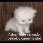 Oiê Oiê Oiê Oie