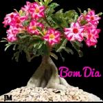Flor pra você🌹