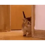 TikTok @minhodoarocha1