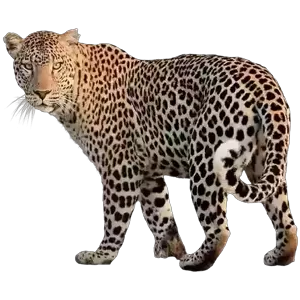 mSYvt7