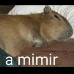 Capibara Voladorrrrrrr
