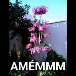 Aleluia