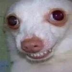 cachorro 