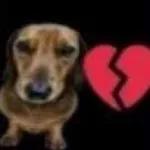 kd meu amorzin