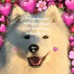 Você disse churrasco?