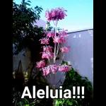 Aleluia