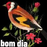 bom dia