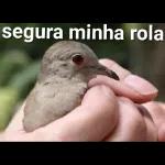 figurinhas 