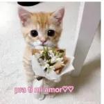 pra ti mi amor♥♥