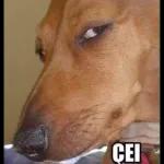 memes 98589+#