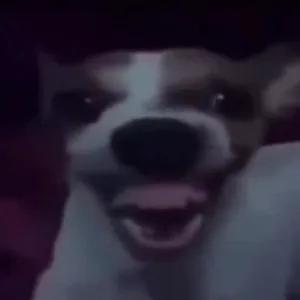 scXqkg
