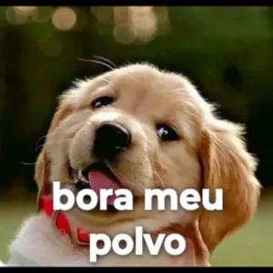 bora meu polvo - getsticker.com