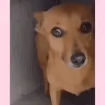 Look at me! I am a human!