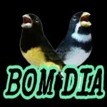 BOM DIA!!!