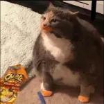 gatinho fofo