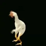 هذا الدجاج يرقص