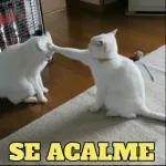 ESSE MININO É COISADO!