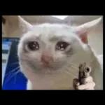 Gatinho triste, mimimi... 