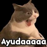 gatitos