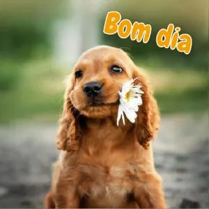 Bom dia - getsticker.com