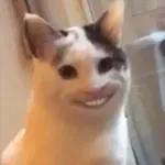 Gatinho triste, mimimi... 