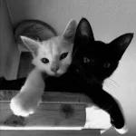 casal 