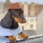 bolofofos