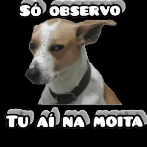 SÓ OBSERVO TU AÍ NA MOITA - getsticker.com