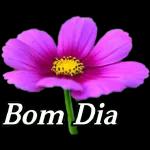 Bom dia flor