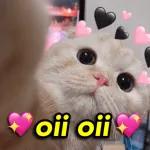 oii oii