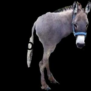 Vc é Meia Burro  - getsticker.com