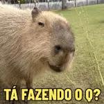 capivara 