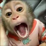 macaquinhos 