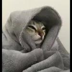 Gatos