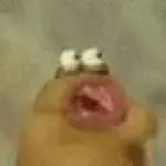 Bạn có thích mèo không?