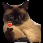 Gatos