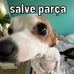 só animais 😂