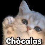 gatitos